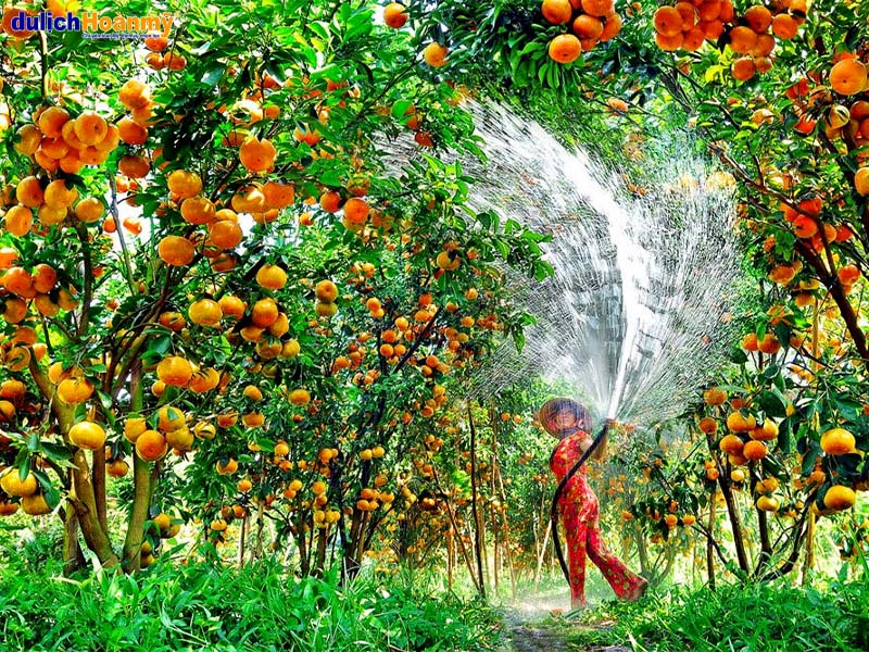 Cù lao Tân Phong có rất nhiều vườn cây ăn trái rộng lớn và tươi tốt.
