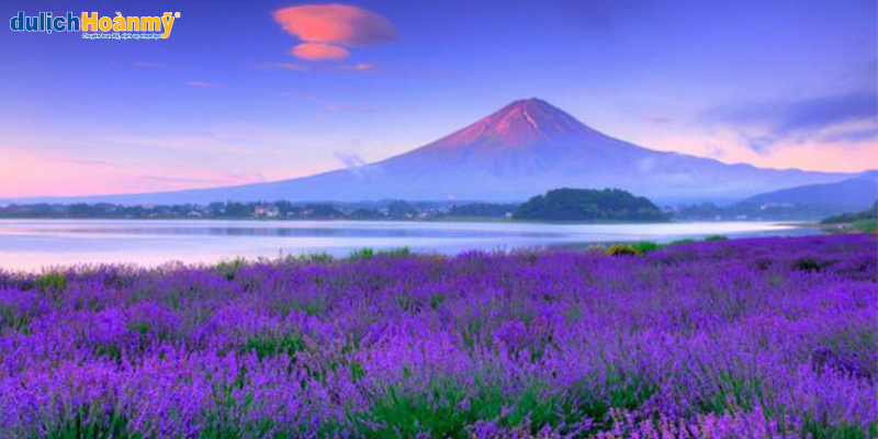 Du lịch Nhật Bản: Chiêm ngưỡng cánh đồng Hoa oải hương ở Furano