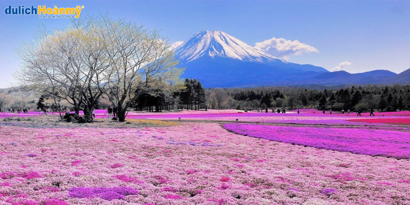 Du lịch Nhật Bản: Chiêm ngưỡng các loài hoa khoe sắc dịp lễ 30/4 tại xứ phù tang