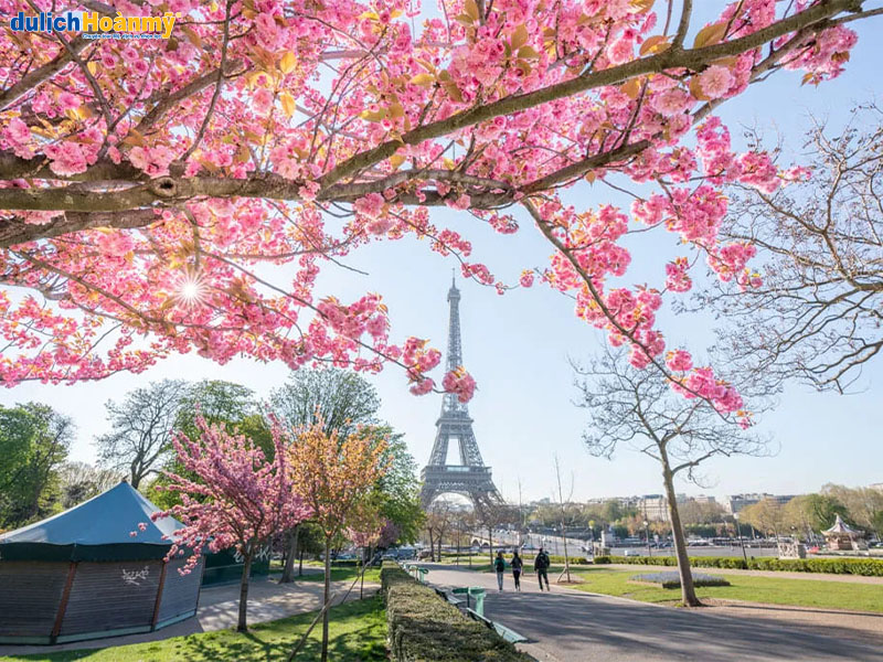 Mùa xuân cũng là mùa hoa anh đào nở rộ khắp thành phố Paris