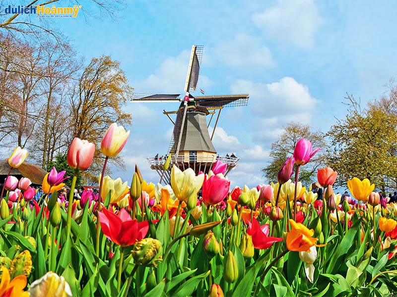 Tulip và cối xay gió, niềm tự hào ngàn đời của đất nước Hà Lan