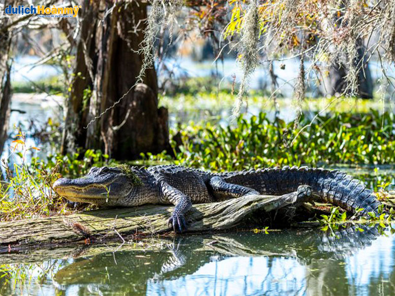 Cá sấu tại đầm lầy Atchafalaya