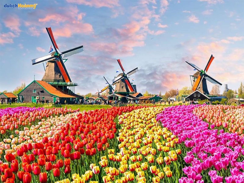 Mùa hoa tulip đẹp nao lòng ở Hà Lan