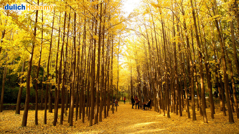 Công Viên Seoul Forest - Không gian xanh giữa lòng thành phố 17 cong-vien-seoul-forest