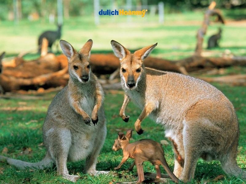 công viên koala-park chuột túi