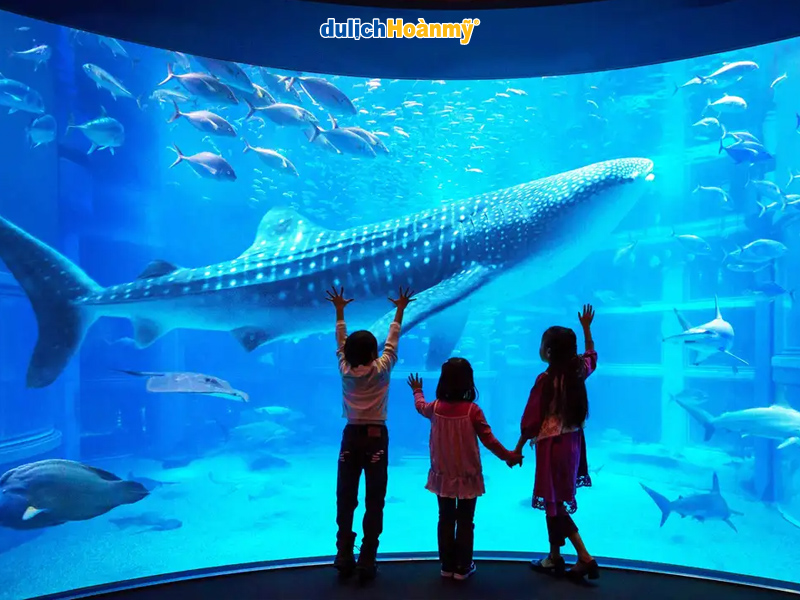 Thủy cung Kaiyukan Osaka - đại dương thu nhỏ nổi tiếng tại Nhật Bản 7 luu y khi tham quan thuy cung osaka
