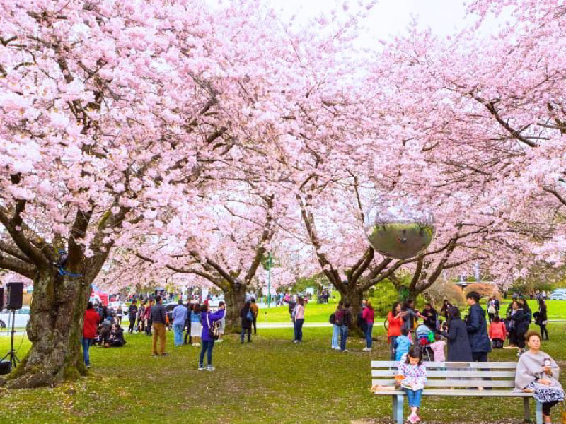 Vancouver trong mùa hoa anh đào