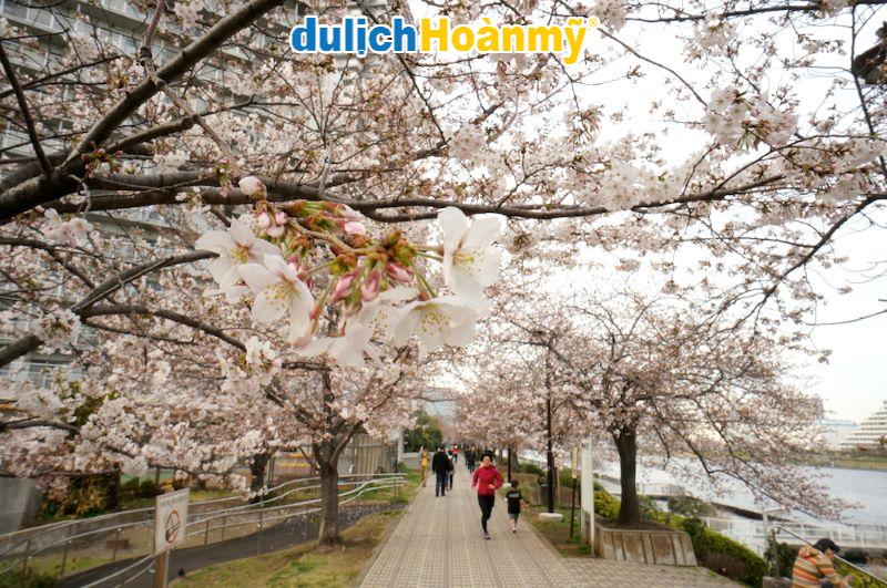 Du lịch Hokkaido mùa xuân: Vẻ đẹp không thể bỏ lỡ tại xứ sở hoa anh đào 6 Trải nghiệm du lịch Hokkaido mùa xuân với hoa anh đào nở rộ