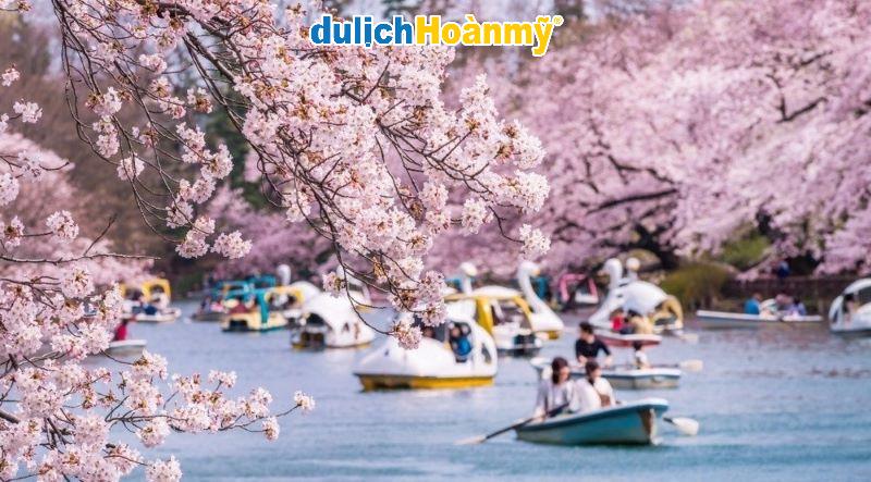 Hoa anh đào Chugoku: Thưởng ngoạn sắc xuân rực rỡ tại vùng đất tuyệt đẹp Nhật Bản 4 hoa anh đào chugoku 3