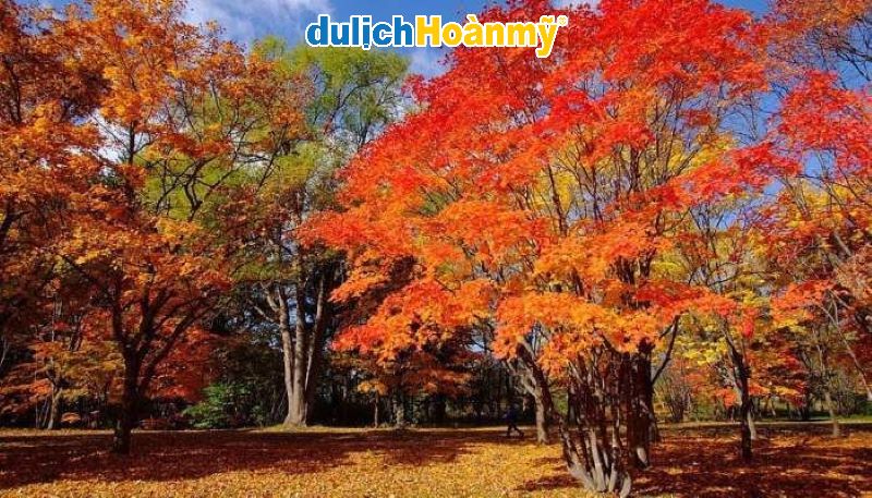 Hành trình mùa thu Hokkaido: Ngắm lá đỏ Furano và khám phá thiên nhiên hùng vĩ 2 Khám phá hành trình mùa thu Hokkaido đỏ rực của những rừng phong