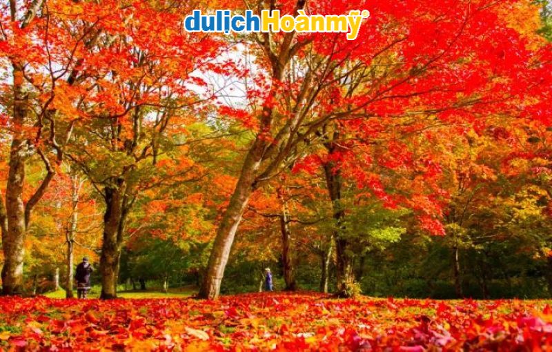 Hành trình mùa thu Hokkaido: Ngắm lá đỏ Furano và khám phá thiên nhiên hùng vĩ 3 Hành trình mùa thu Hokkaido - Sắc đỏ quyến rũ tạo nên một khung cảnh như tranh vẽ