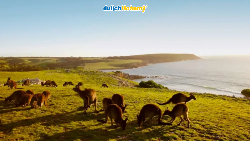 Kinh nghiệm du lịch Úc chi tiết từ A đến Z 13 Đảo Kangaroo - South Australia