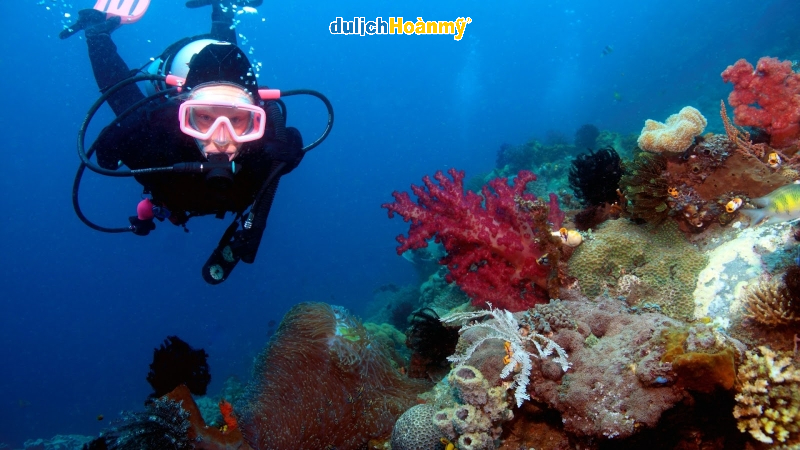 Kinh nghiệm du lịch Úc chi tiết từ A đến Z 16 Lặn biển tại Great Barrier Reef