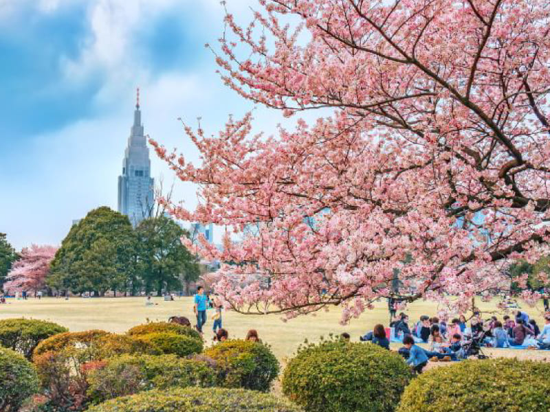 Vườn-quốc-gia-Shinjuku-Gyoen