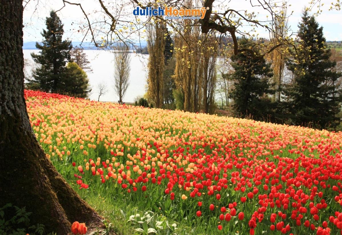 Top các vườn hoa tulip đẹp nhất thế giới nên ghé một lần 7 Đảo Mainau