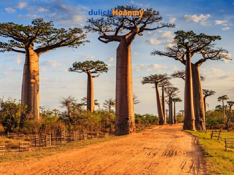 Morondava-100