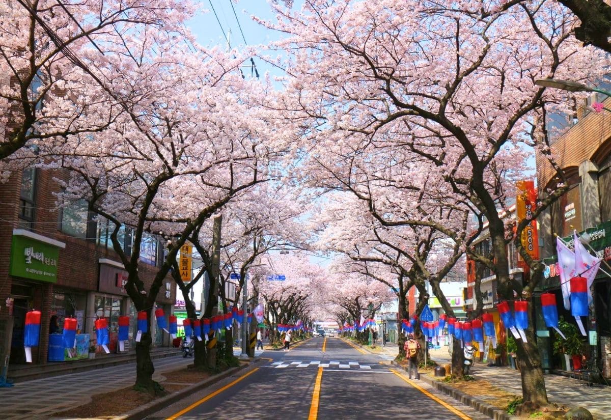 Du lịch Đảo Jeju: Kinh nghiệm khám phá hòn đảo thiên đường của Hàn Quốc 7 Đại lộ hoa anh đào Jeonnong-ro
