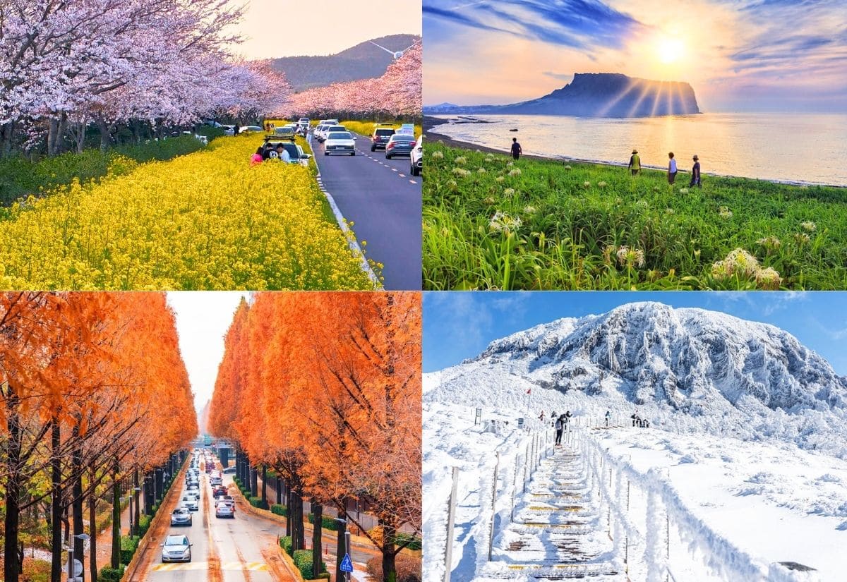 Du lịch Đảo Jeju: Kinh nghiệm khám phá hòn đảo thiên đường của Hàn Quốc 8 Du lịch Jeju mùa nào đẹp