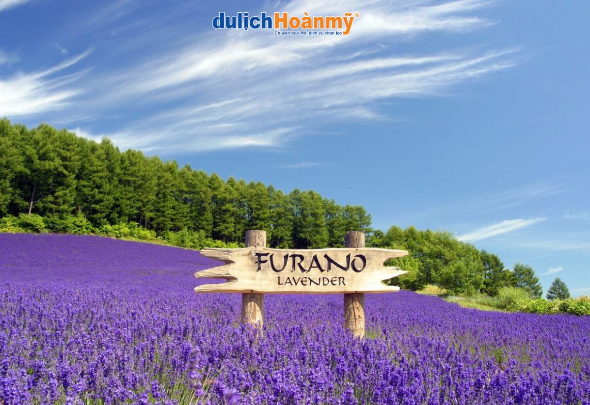 Kinh nghiệm du lịch Hokkaido: Điểm đến, thời điểm đi du lịch đẹp nhất 10 Furano