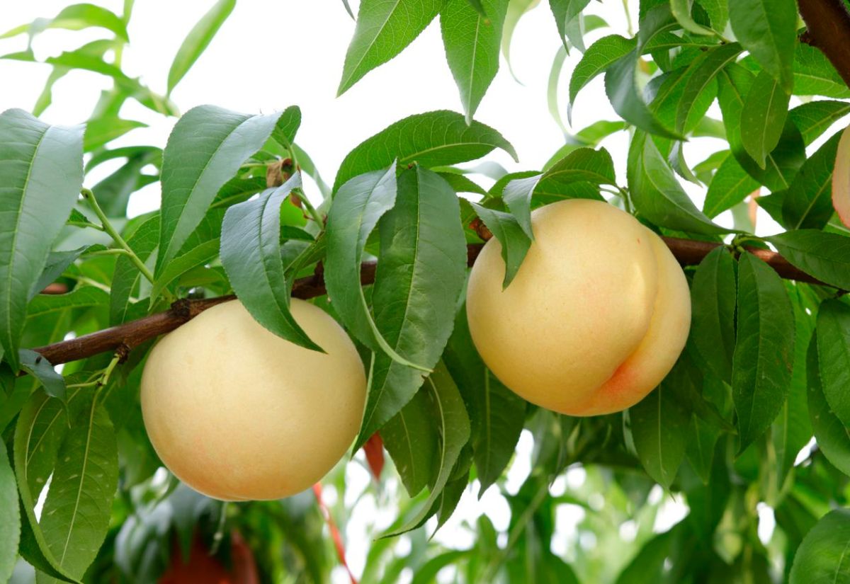 Okayama Nhật Bản - Cẩm nang du lịch và điểm đến nổi bật 16 Đào trắng là đặc sản cao cấp ở Okayama