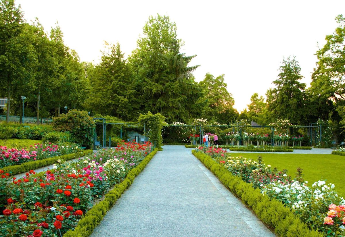 Du lịch Bern - Cẩm nang khám phá thủ đô cổ kính của Thụy Sĩ 6 Vườn Hồng Rosengarten
