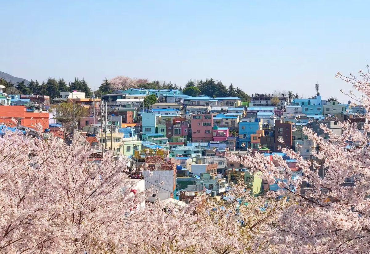 Làng văn hóa Gamcheon: Khám phá ngôi làng đầy màu sắc ở Busan 6 Làng văn hóa Gamcheon mùa xuân